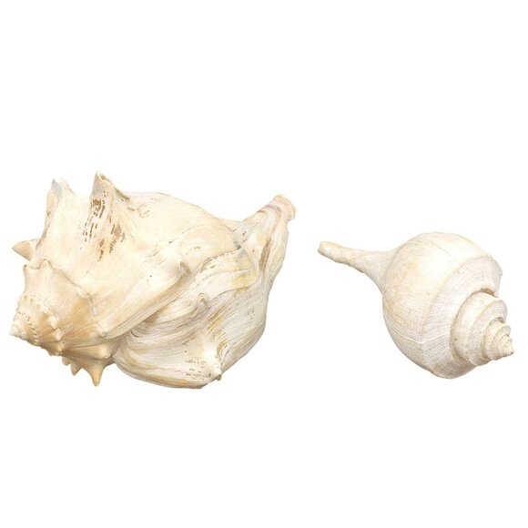 Set Of 2 Vintage Seashells - Large Conch & Spiral Whelk Shell for Coastal Decor - Picture 4 of 4